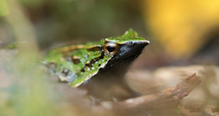 foto-de-contexto-para-nota-bbcl-25-750x400